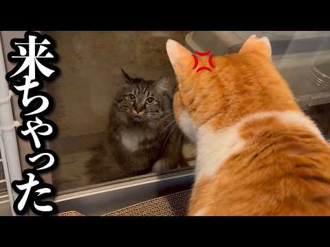 このあと猫が本気で怒ります