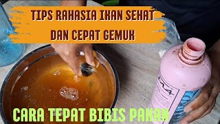 Download lagu CARA BIBIS PAKAN NILA AGAR CEPAT PANEN || 2000 EKOR NILA DI KOLAM KONVENSIONAL mp3
