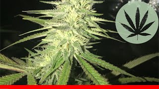 Birthday Cake - All About This Strain