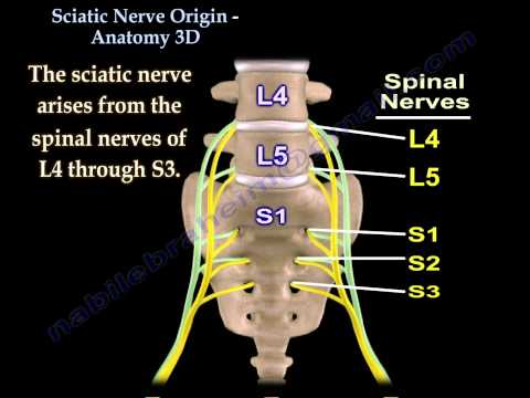 Sciatic Nerve , Anatomy , 3D animation - Everything You Need To Know - Dr. Nabil Ebraheim