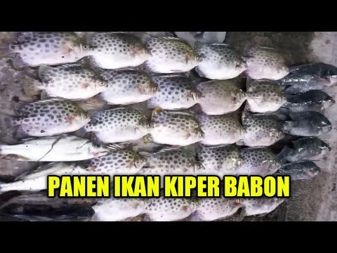 MANCING IKAN KIPER LAGI BROOO...