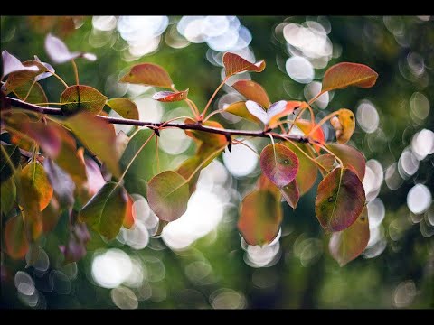 Helios 44-2 vs early Helios 44 13 blades comparative review with samples