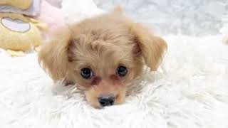 ハーフ犬の動画01