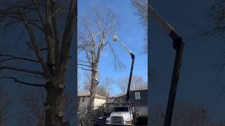 Massive Oak Tree Removal with Crane #treecutting #fyp #treeremoval #treedamage #oaktree