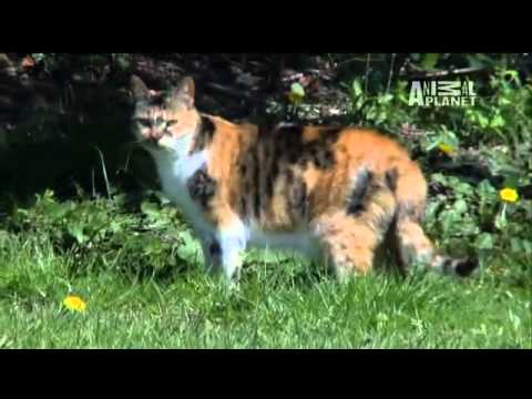 Cats 101  Domestic Shorthair   YouTube