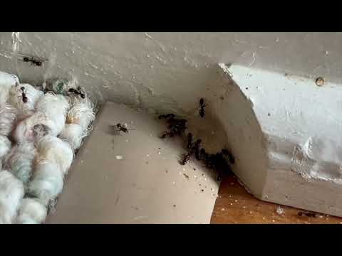 Living Room Infested with Ants in Cranbury,...