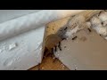 Living Room Infested with Ants in Cranbury, NJ
