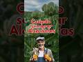 Cuándo Sembrar Alcachofas Cuidadodeplantas Huertos Alcachofas Jardin Huertoorganico