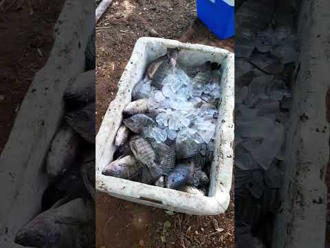 Grupo de pesca rede rasgada Agricolandia Piauí