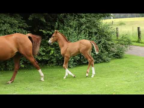 Stutfohlen geb. 20. Mai 2021