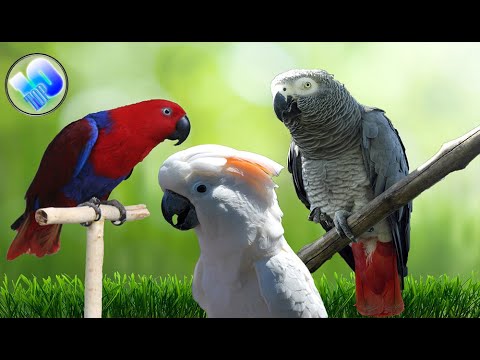 Top 10 Smartest Talking Birds In The World