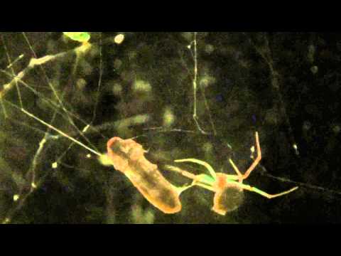 Local Wildlife : Lightning Bug Emergency Rescue