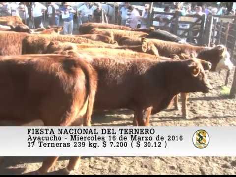 16-03-16 Venta de Hembras - Fiesta Nacional del Ternero - Ayacucho.