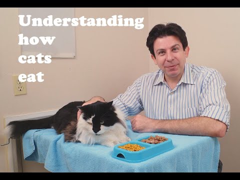 Understanding how cats eat