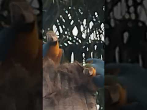 arraras fazendo ninho em planura minas gerais