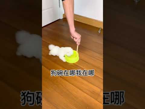 Cute Puppy lovely  Care #short #4676