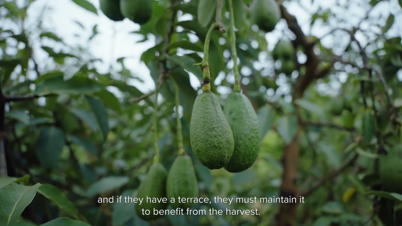 How Green Amayaga Stopped Soil Erosion Through Riverbank Restoration