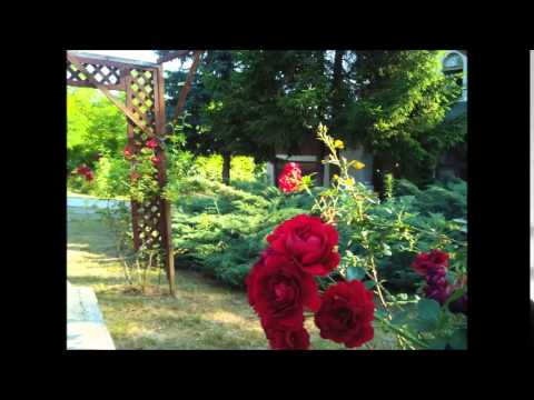 Millió rózsaszál by Radics István