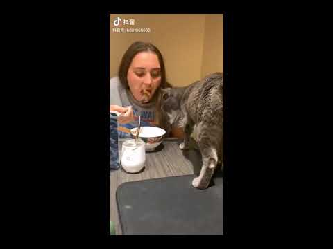 قطة تنتقم أشد انتقام من صاحبتها