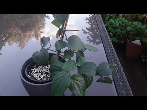 Piper Nigrum  ( Black peppercorn ) Autumn update.