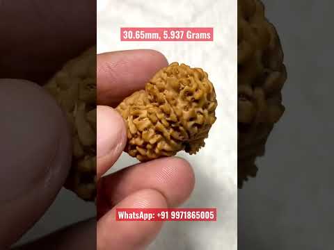 14 Mukhi Nepal Rudraksha