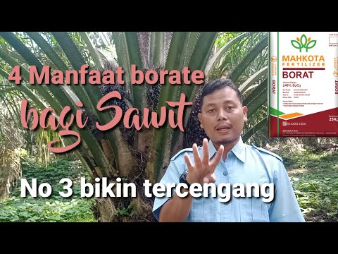 4 Manfaat pupuk borate untuk kelapa sawit dan dosis rekomendasi