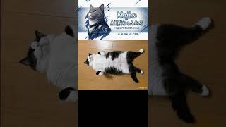 跨がんといて！！　 #cat #ai #funny