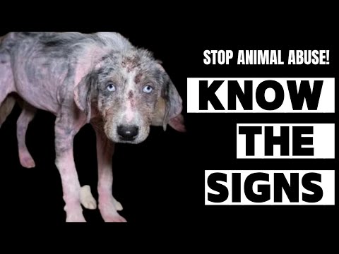 The Ugly Truth About Animal Abuse and How YOU Can Make a Difference!