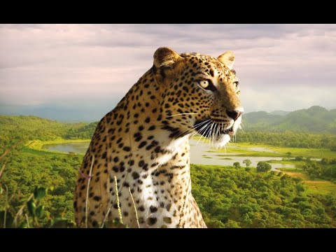 Trailer-Vorschau: Gottes wilde Schöpfung: Erde