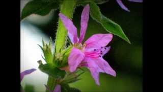 Three variations on plum blossom