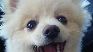 りはびり