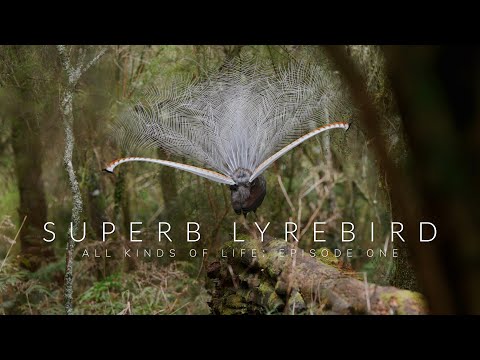 Superb Lyrebird: Short Film by JeremyFilmsThings