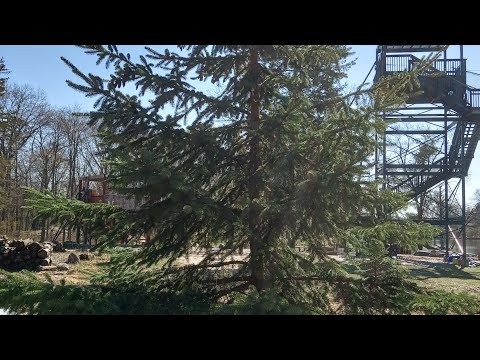 How to propagate cuttings from a Colorado blue spruce.