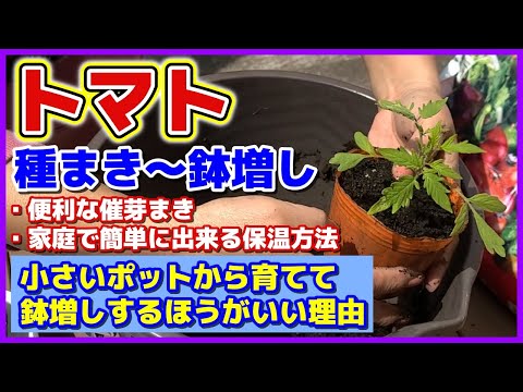 地面のボトルポットガーデンにトマトを播種するとき