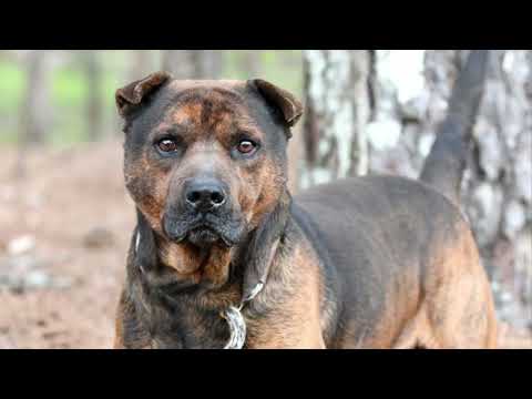 Ding Ding #11507, an adopted Shar-Pei & Chow Chow Mix in Monroe, GA_image-1