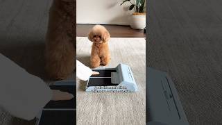 Download lagu This girl has a clever way of cutting her dog's nails. mp3