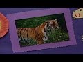 Barney Song The Tiger Song Who S Who At The Zoo