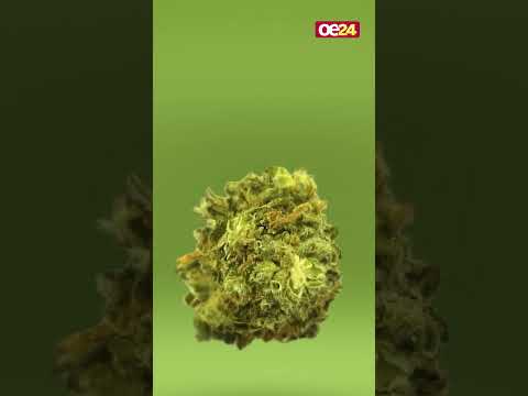 Wiener Cannabis-Dealer zu 4 Jahren Haft verurteilt