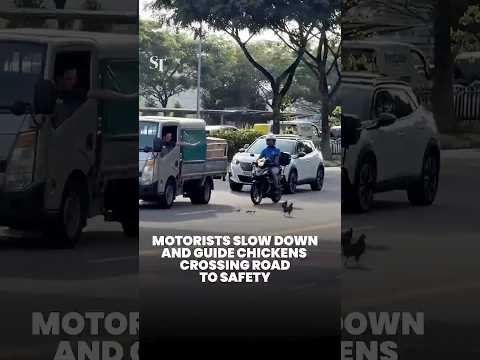 Motorists slow down and guide chickens crossing road to safety