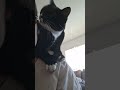 Cat Bites My Ear 🥹