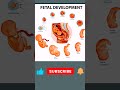 Fetal Development Week By Week Fetus Developing From Fertilization To Delivery Baby In Womb
