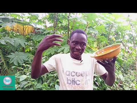 Health benefits of Negro Pepper (Xylopia aethiopica), treat arthritis, rheumatism and inflammatory