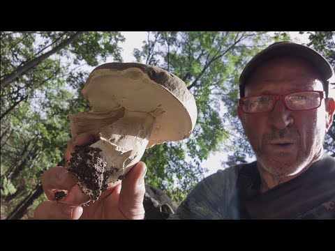 PORCINI MUSHROOMS 2025: MIXED HARVEST AND MORTAL DANGER IN THE OAK WOODS ☠️