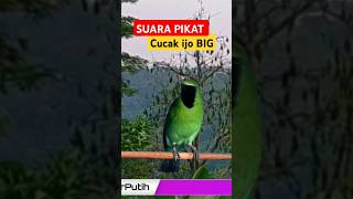 Download lagu Suara pikat Cucak ijo big ampuh #pikat #cucakijogacor #cucakijo #pikatcucakijo mp3