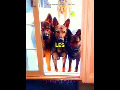 Tres Perros Vigilaron Toda La Noche! 🐶🌙