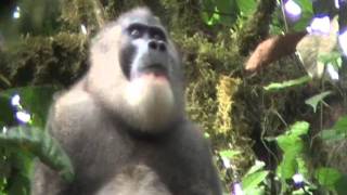 A Wild Bioko Drill Monkey