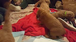 Bobsled and Sugarplum