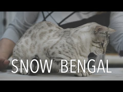 A Snow Bengal at a TICA Cat Show