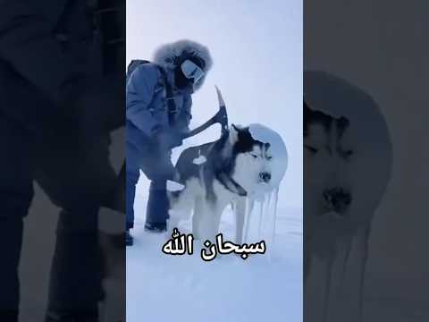 مقطع مزالزال معا | تلاوه هادئة وموثره ماهر المعيقلي 🖤😴 ... راحه نفسيه 🕊️🎧