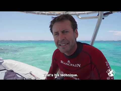 Great Hammerhead Shark –  Tamataroa Ep.7 - The Manta rays of Tikehau lagoon